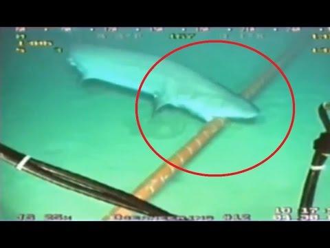Shark Bites Fiber Optic Cables Undersea 15.8.2014